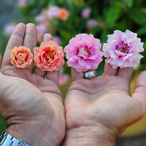 Rose Amirose Rose Amirose