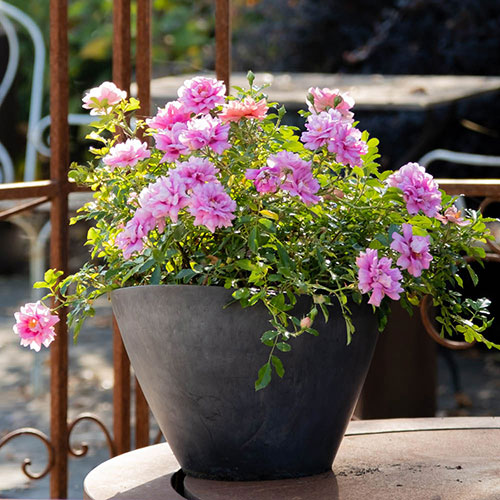 Rose Amirose Rose Amirose