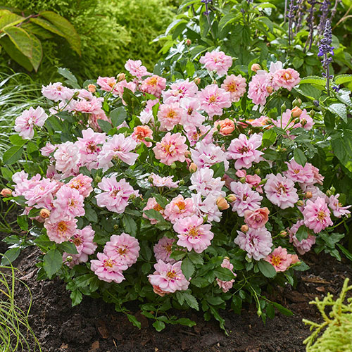 Rose Amirose Rose Amirose