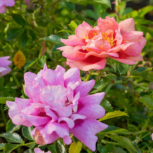 Rose Amirose Rose Amirose