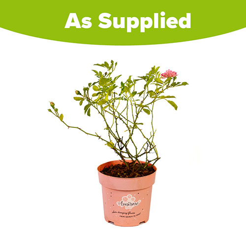 Rose Amirose Rose Amirose