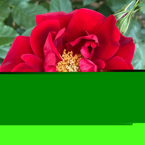 Gift Wrapped Fathers Day Rose with Plaque Gift Wrapped Fathers Day Rose with Plaque