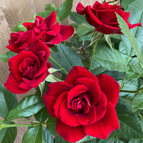 Gift Wrapped Fathers Day Rose with Plaque Gift Wrapped Fathers Day Rose with Plaque