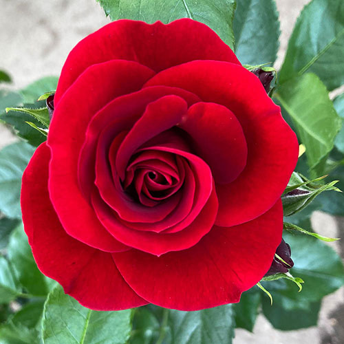 Gift Wrapped Fathers Day Rose with Plaque Gift Wrapped Fathers Day Rose with Plaque