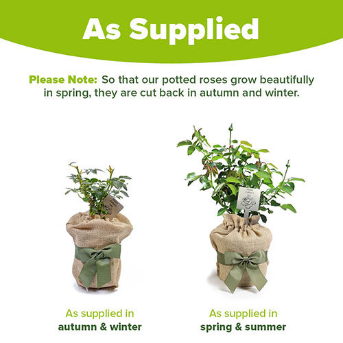 Gift Wrapped Fathers Day Rose with Plaque Gift Wrapped Fathers Day Rose with Plaque