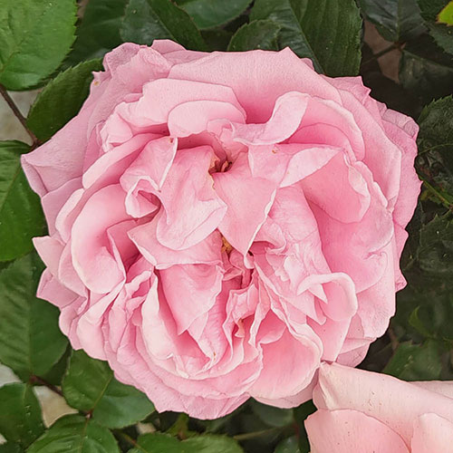 Harkness Rose Jane Austens Emma ® Harkness Rose Jane Austens Emma ®