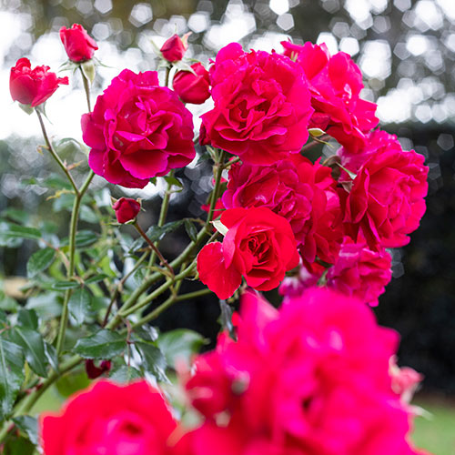 Rose Raspberry Royale Rose Raspberry Royale