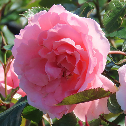 Harkness Rose LAimant ® Harkness Rose LAimant ®