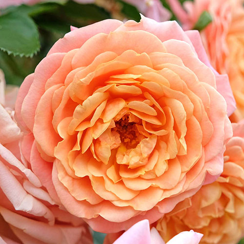 Rose of the Year 2023 Peach Melba