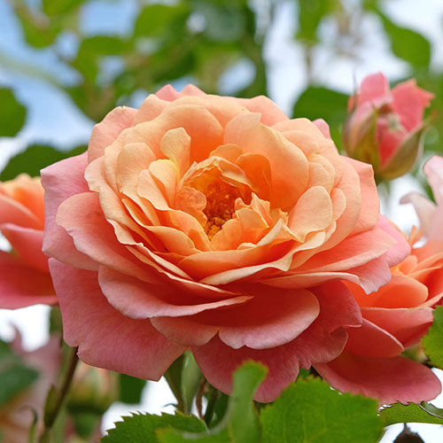 Rose of the Year 2023 Peach Melba Rose of the Year 2023 Peach Melba