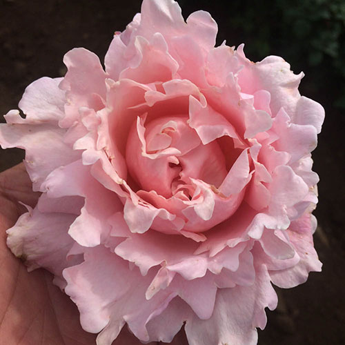 Rose King Charles Coronation Rose King Charles Coronation