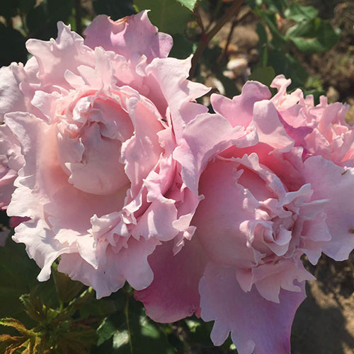 Rose King Charles Coronation Rose King Charles Coronation