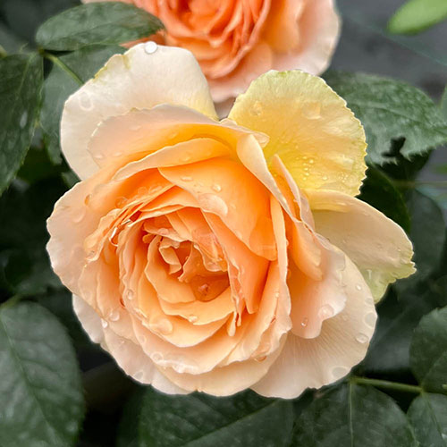 Harkness The Rob Burrow MND Rose Harkness The Rob Burrow MND Rose