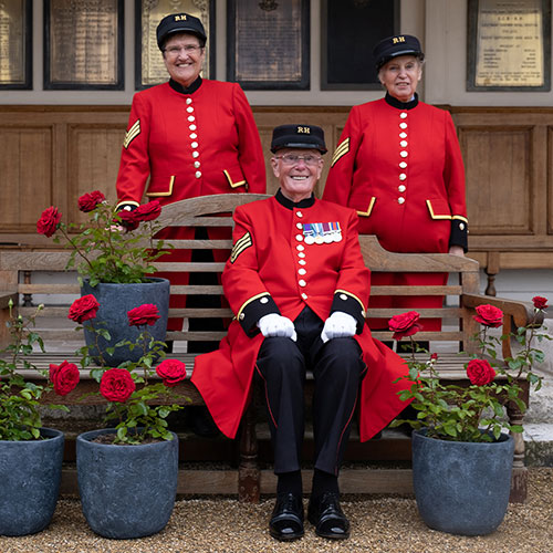Rose Chelsea Pensioner Rose Chelsea Pensioner