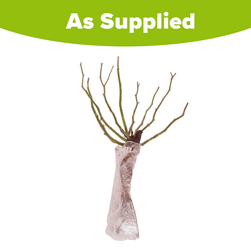 Rose Chelsea Pensioner Rose Chelsea Pensioner