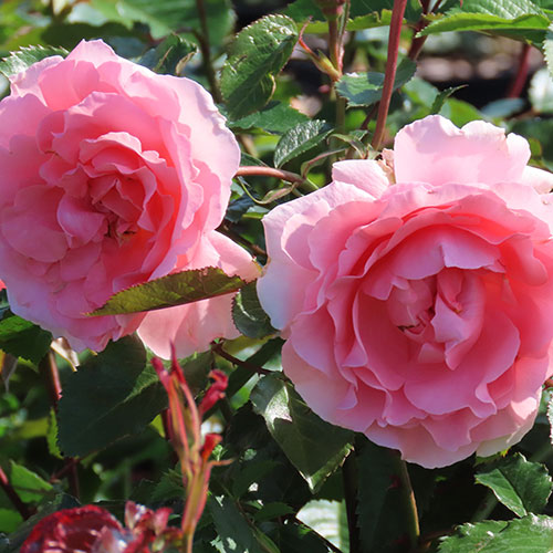 Rose Heaven Scent Collection Rose Heaven Scent Collection