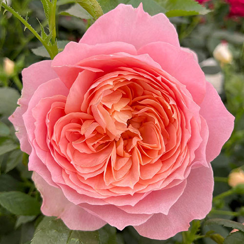 Rose Royal Lion Rose Royal Lion