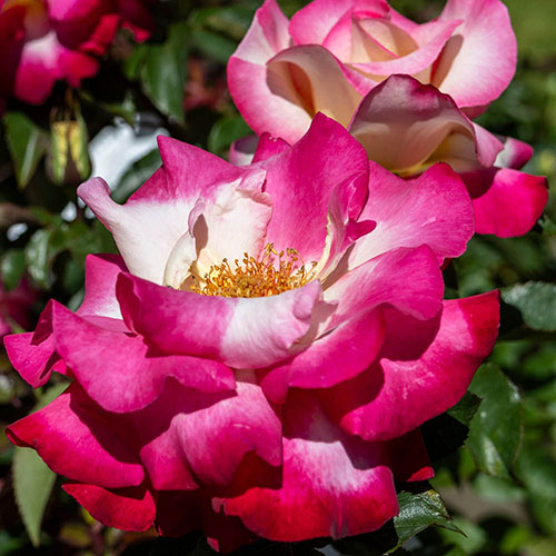 Rose of the Year 2025 Youre My Everything Rose of the Year 2025 Youre My Everything