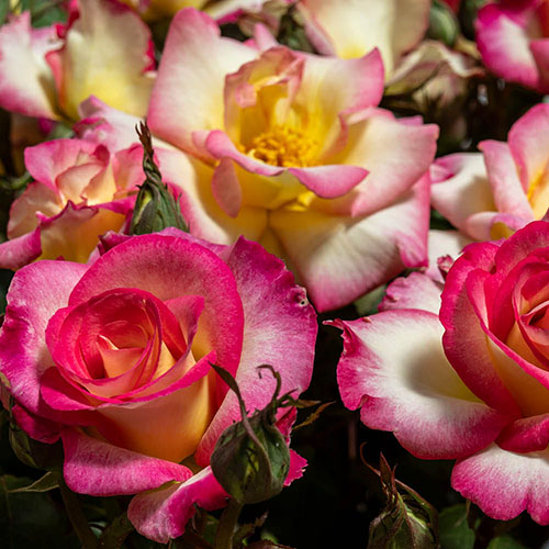 Rose of the Year 2025 Youre My Everything Rose of the Year 2025 Youre My Everything