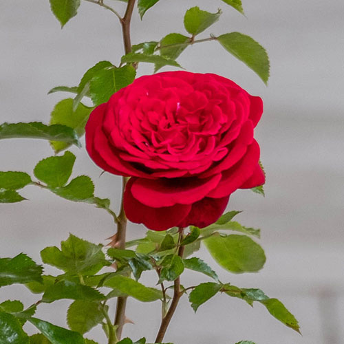 Harkness Rose Red Rumble Harkness Rose Red Rumble