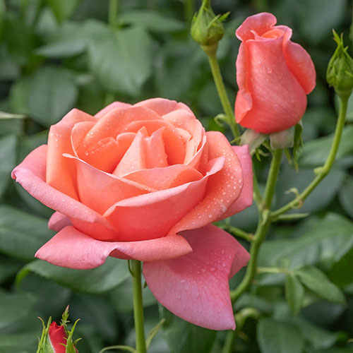 Catherines Rose® Catherines Rose®