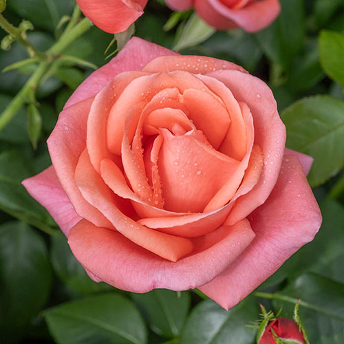 Catherines Rose® Catherines Rose®