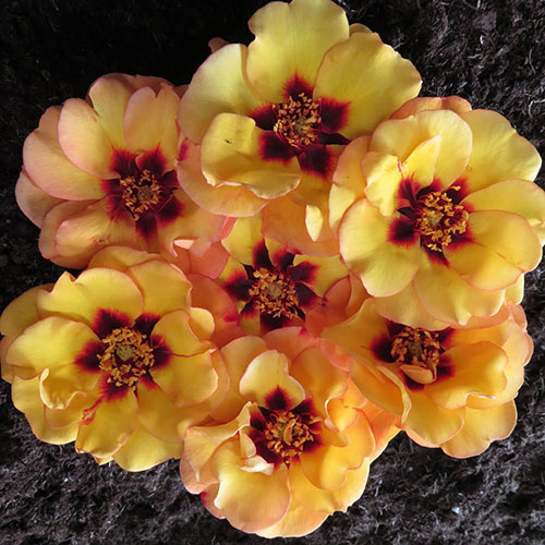 Harkness Rose RSPB RazzleBEEdazzle! Harkness Rose RSPB RazzleBEEdazzle!