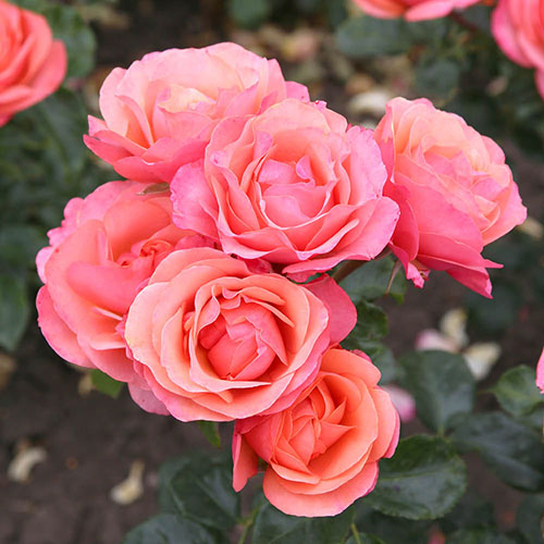 Rose of the Year 2026 Coral Gardens