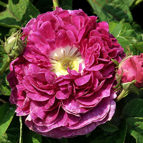 Rose Charles de Mills Rose Charles de Mills