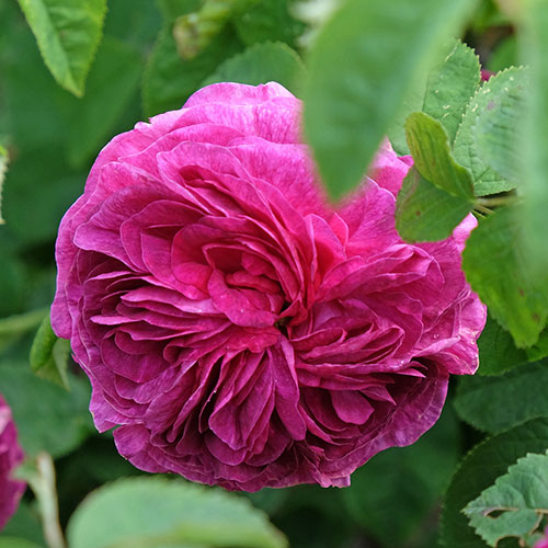 Rose Charles de Mills Rose Charles de Mills