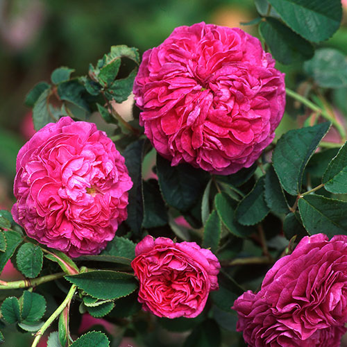 Rose Charles de Mills Rose Charles de Mills