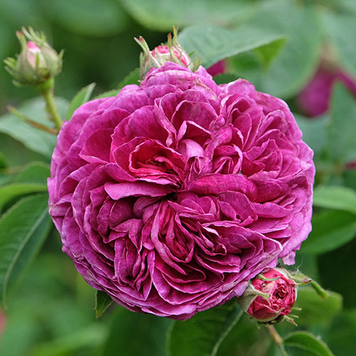 Rose Charles de Mills Rose Charles de Mills