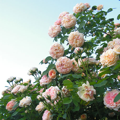 Rose Alchymist Rose Alchymist