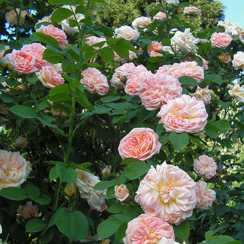 Rose Alchymist Rose Alchymist