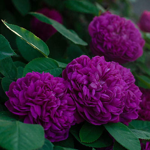 Rose de Rescht Rose de Rescht