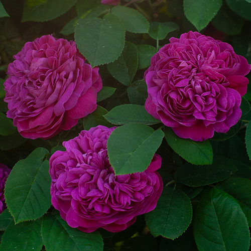 Rose de Rescht Rose de Rescht