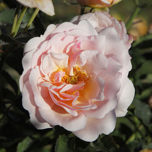 Rose Felicia Rose Felicia