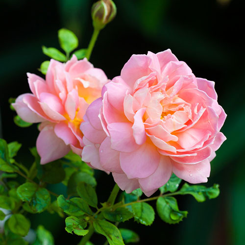 Rose Felicia Rose Felicia