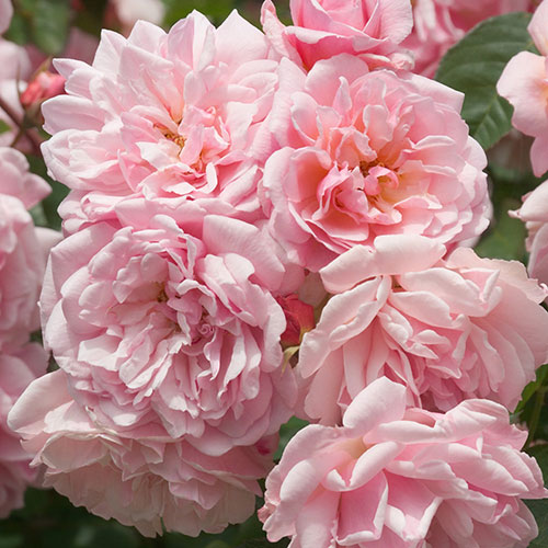 Rose Felicia Rose Felicia