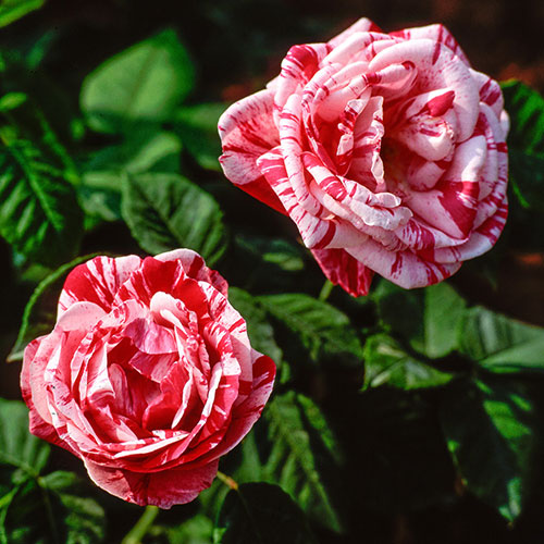 Rose Ferdinand Pichard Rose Ferdinand Pichard