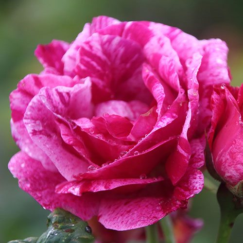 Rose Ferdinand Pichard Rose Ferdinand Pichard