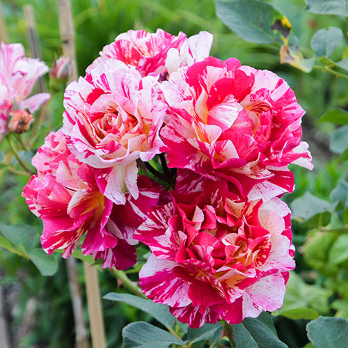 Rose Ferdinand Pichard Rose Ferdinand Pichard