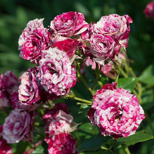 Rose Ferdinand Pichard Rose Ferdinand Pichard