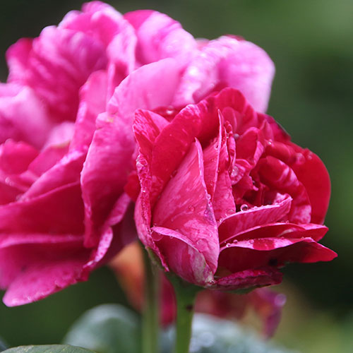 Rose Ferdinand Pichard Rose Ferdinand Pichard