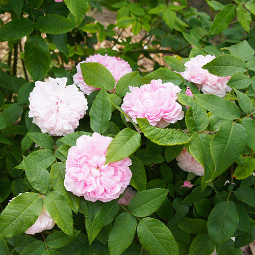 Rose Jacques Cartier Rose Jacques Cartier