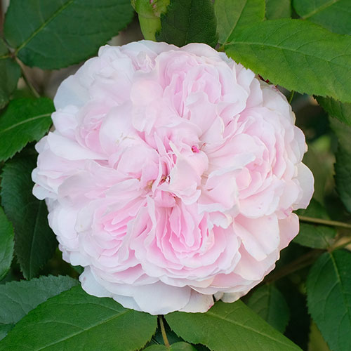 Rose Jacques Cartier Rose Jacques Cartier