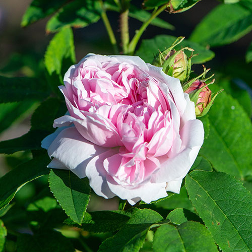 Rose Jacques Cartier Rose Jacques Cartier