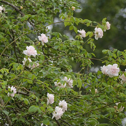 Rose Madame Alfred Carrière Rose Madame Alfred Carrière