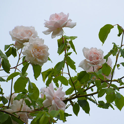 Rose Madame Alfred Carrière Rose Madame Alfred Carrière