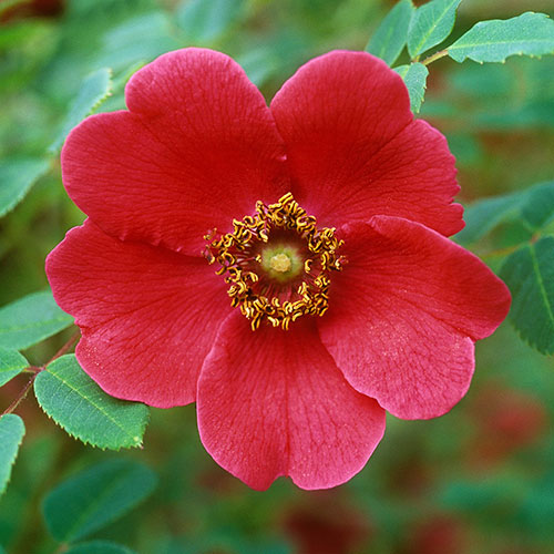 Rose moyesii Geranium